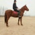 肉马300~400kg