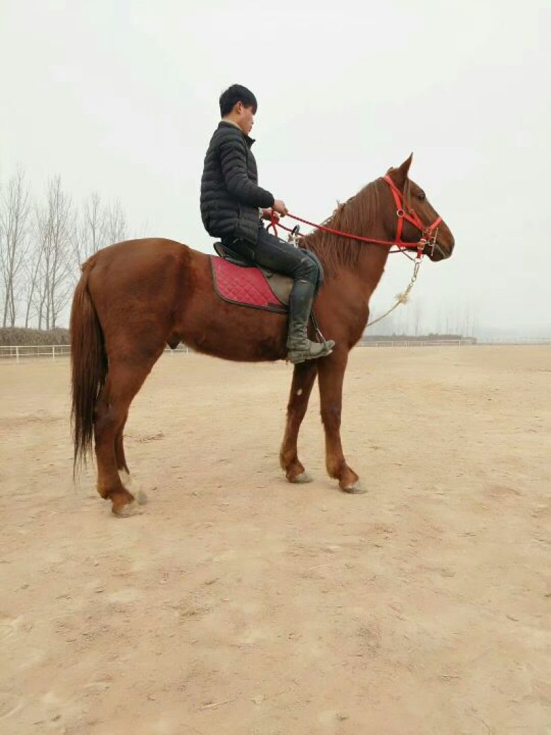 肉马300~400kg