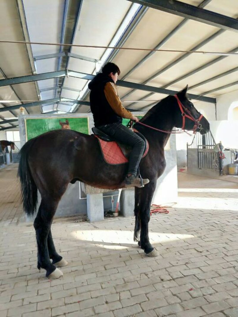 肉马300~400kg