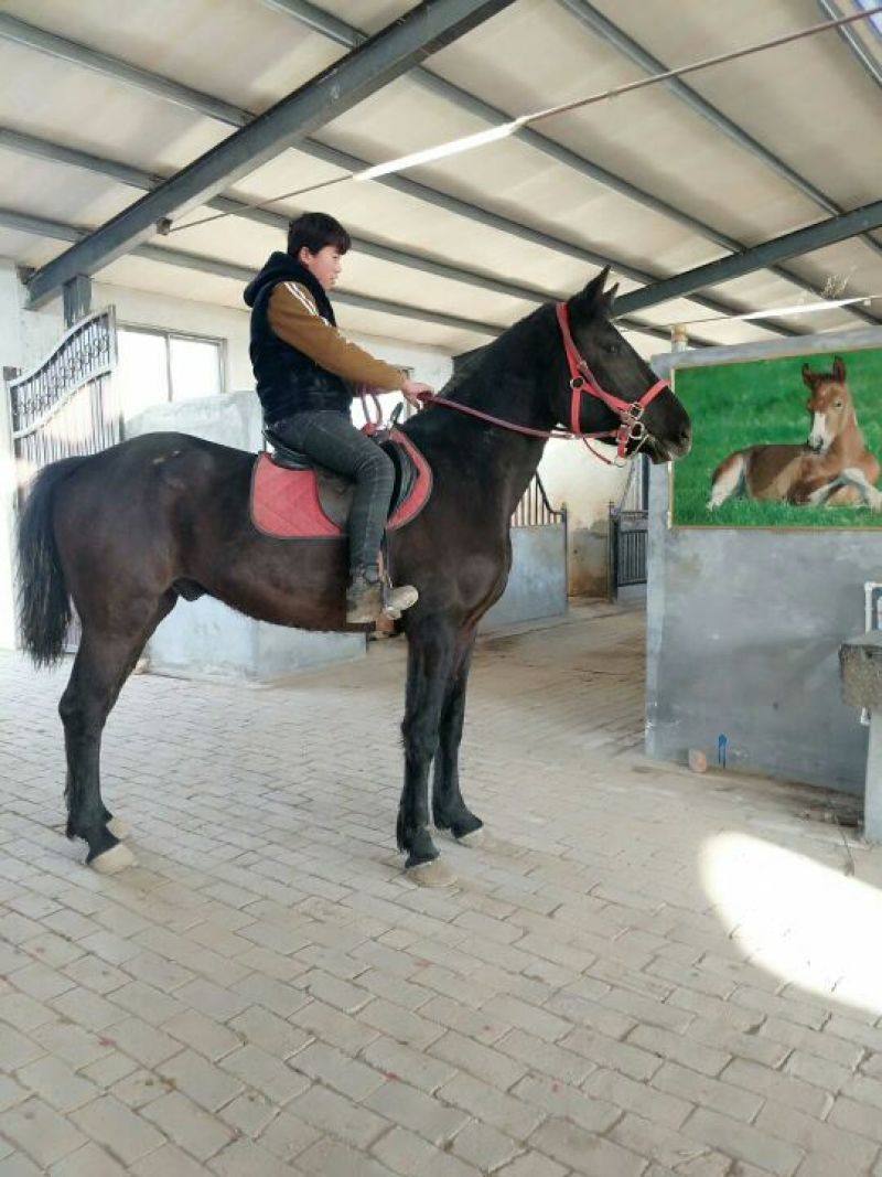 肉马300~400kg