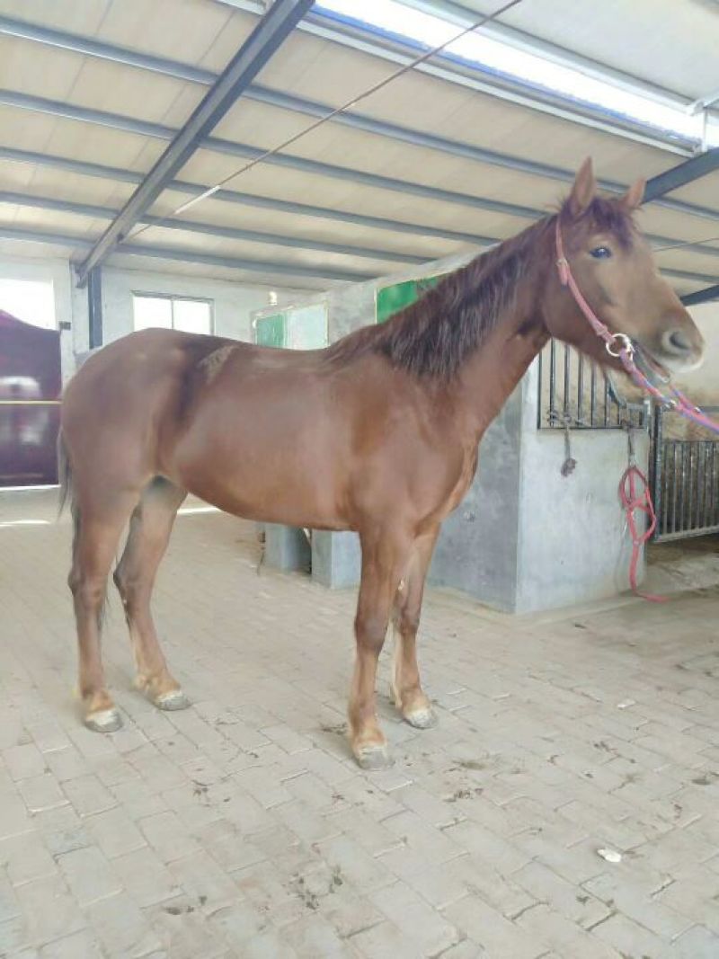 肉马300~400kg