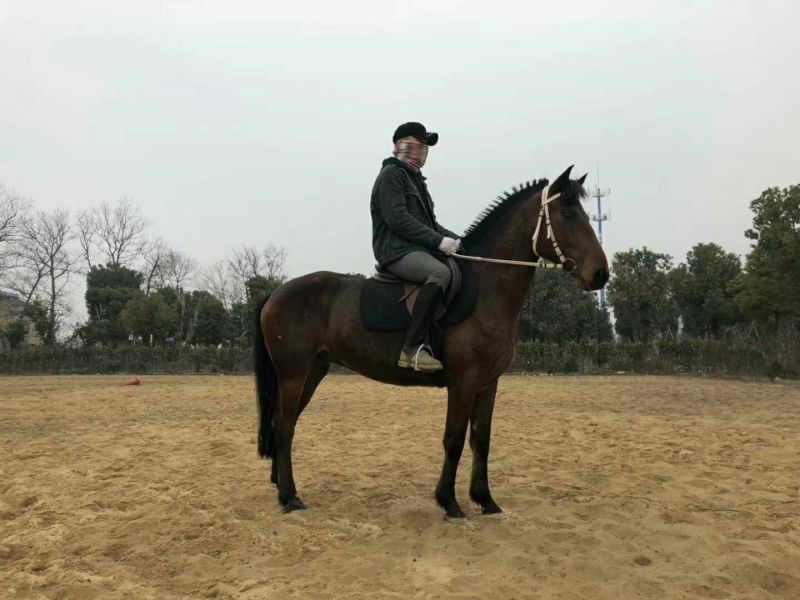 肉马300~400kg