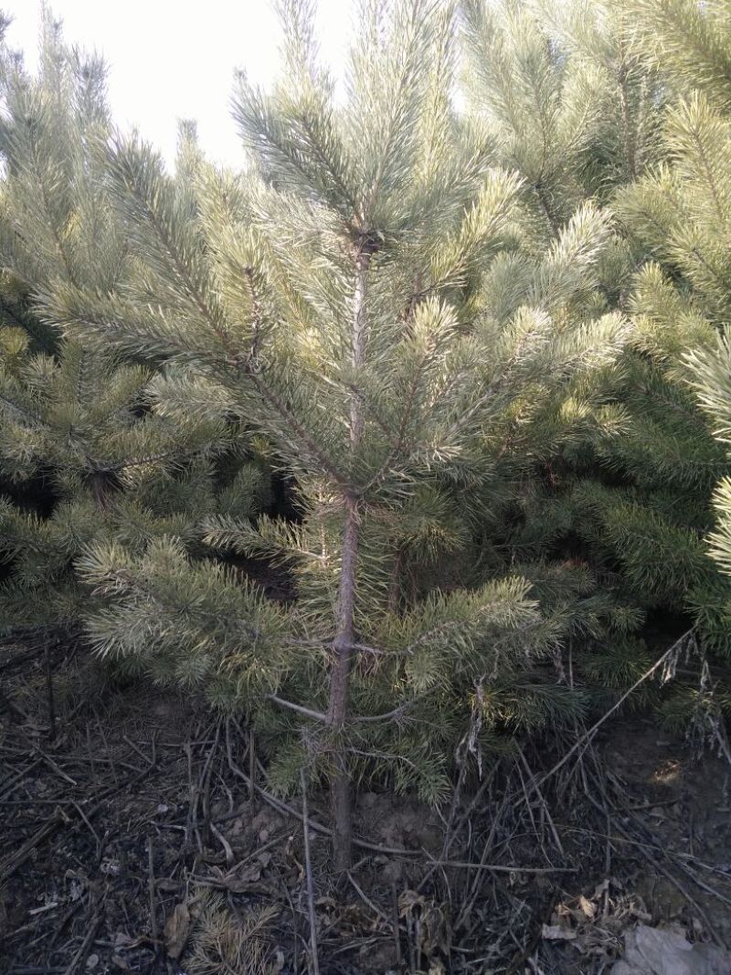 甘肃樟子松树苗80~100cm大田苗
