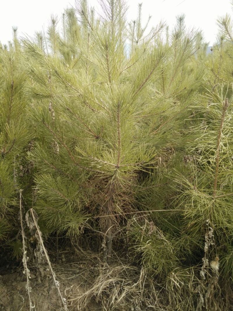 甘肃樟子松树苗80~100cm大田苗