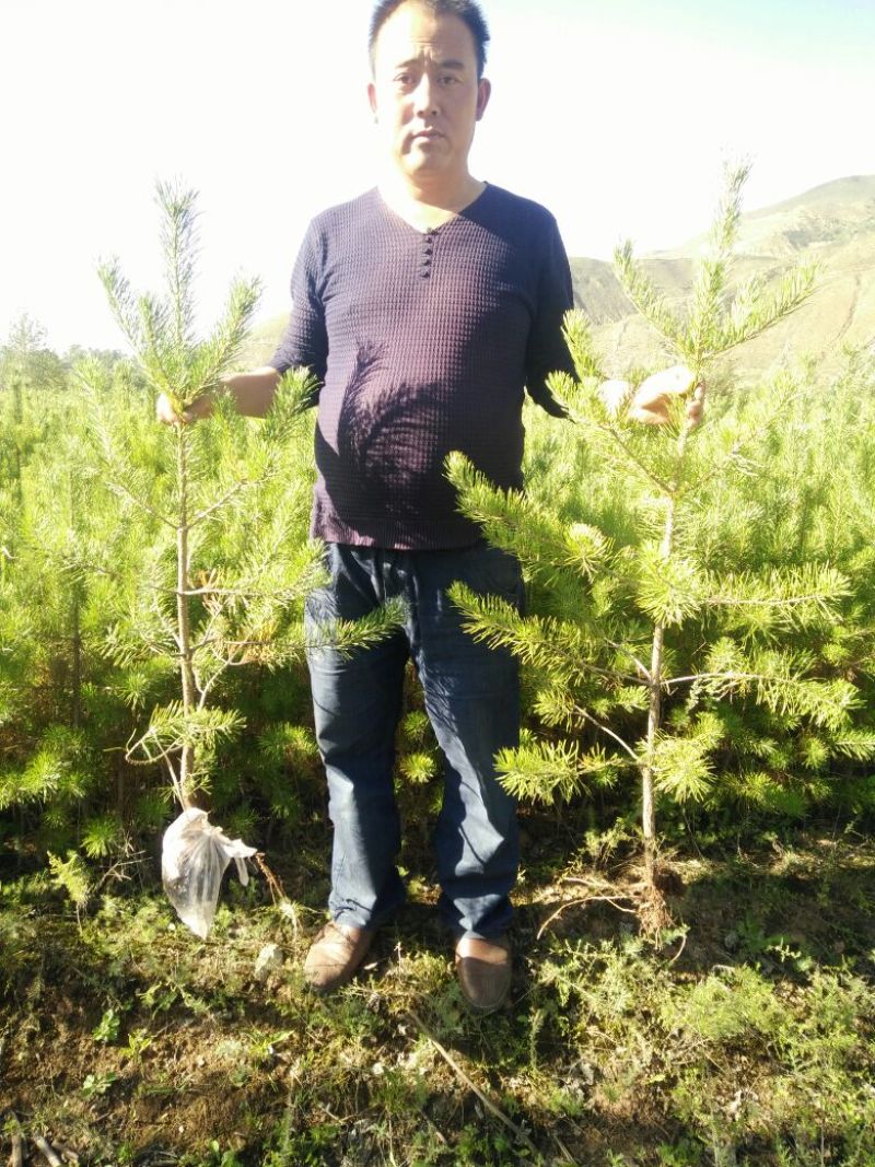 甘肃樟子松树苗80~100cm大田苗