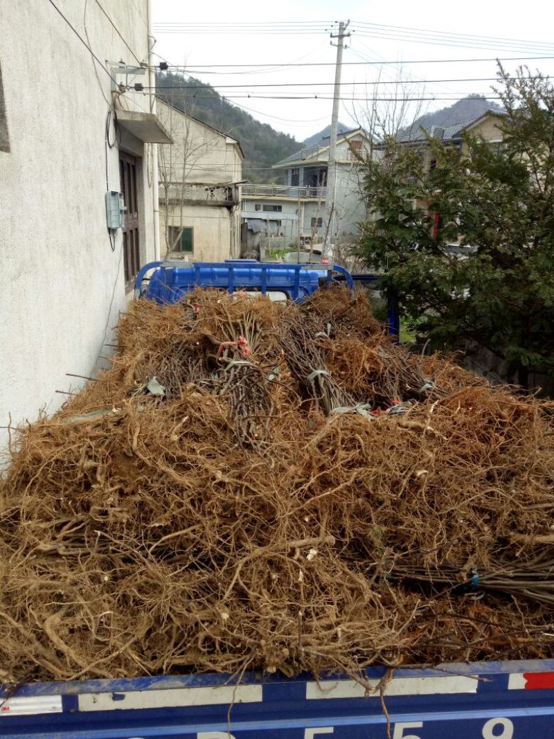 吴茱萸苗80cm以上江西中花吴茱萸扦插苗