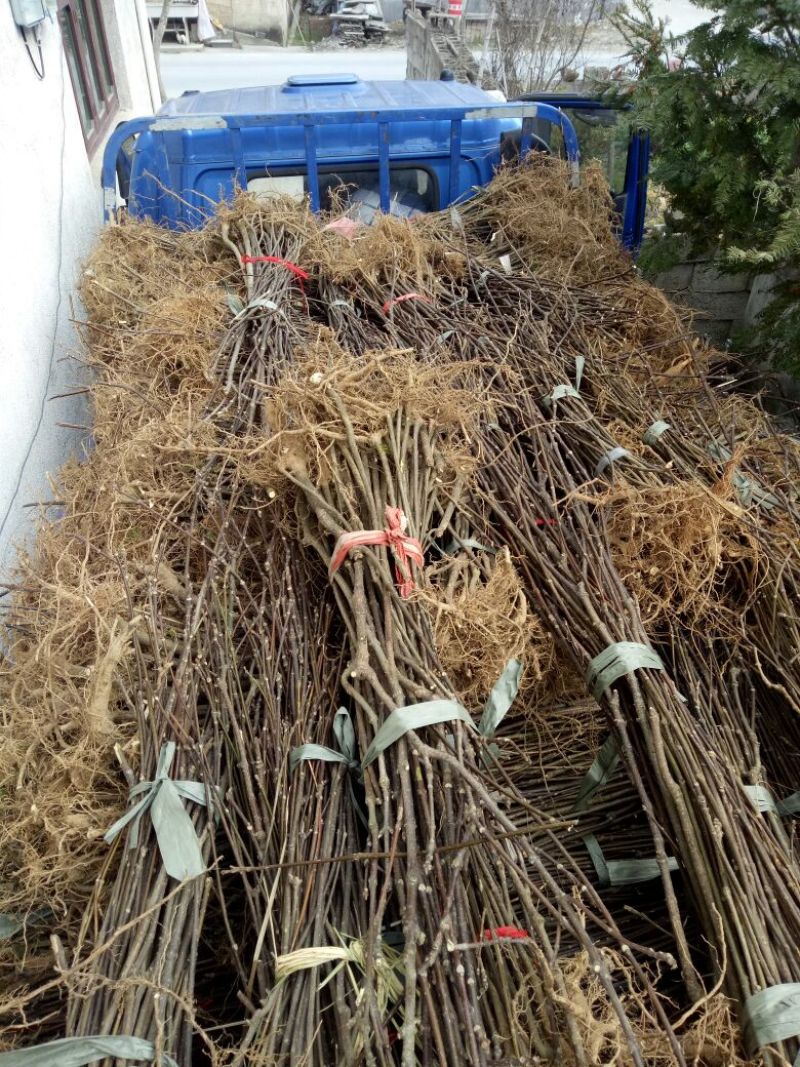 吴茱萸苗80cm以上江西中花吴茱萸扦插苗