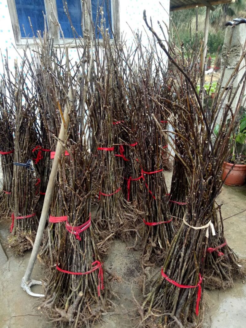 吴茱萸苗80cm以上江西中花吴茱萸扦插苗