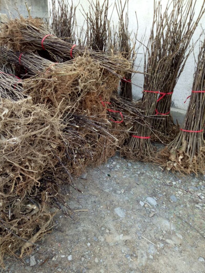 吴茱萸苗80cm以上江西中花吴茱萸扦插苗