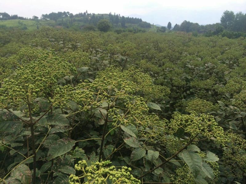 吴茱萸苗80cm以上江西中花吴茱萸扦插苗