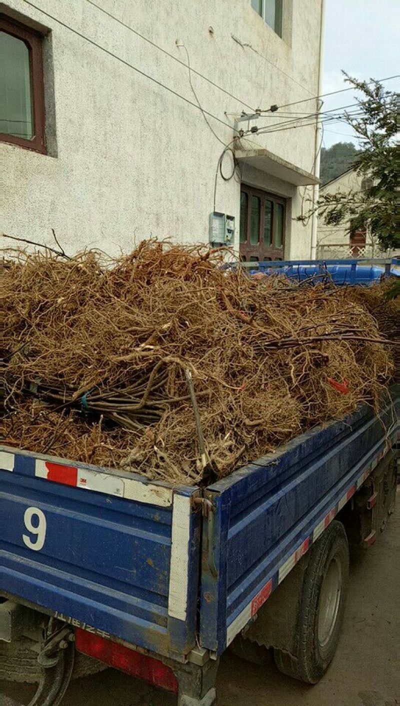 吴茱萸苗80cm以上江西中花吴茱萸扦插苗