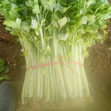 西芹60cm以上