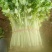 西芹60cm以上