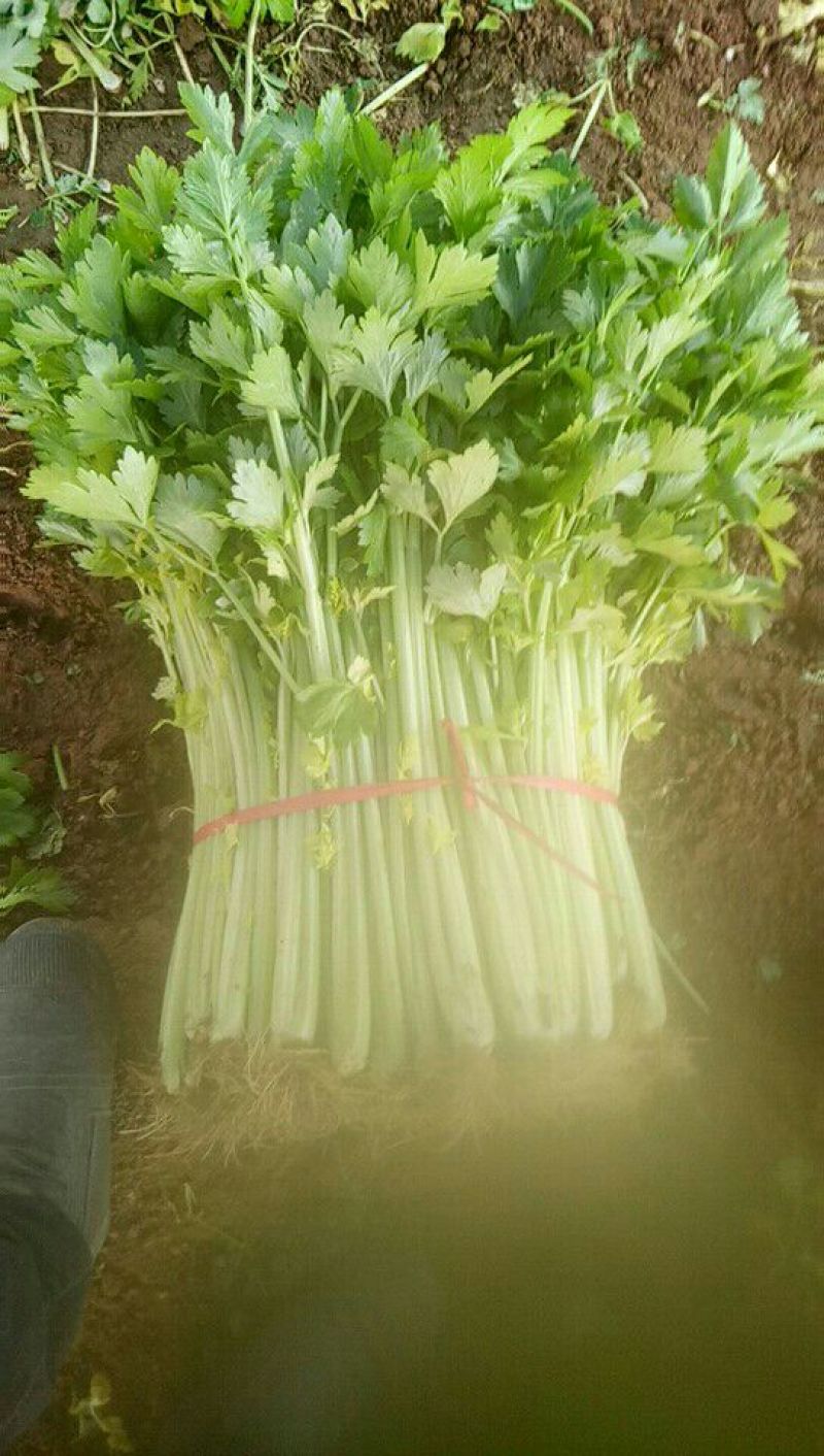 西芹60cm以上