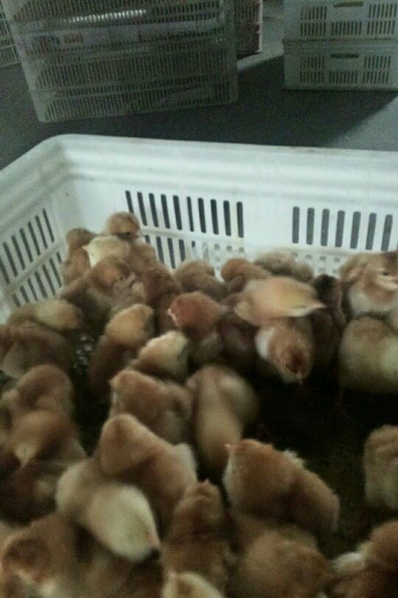脱温鸡出壳鸡苗，育雏十天鸡苗