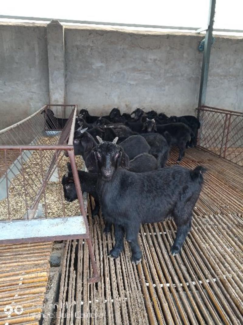 努比亚黑山羊，小公羊，小母羊。怀孕大母羊。各种规格都有。