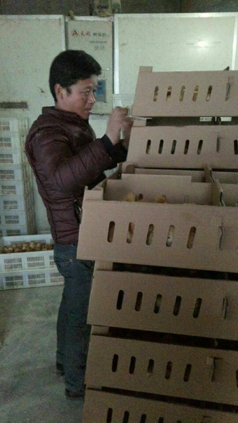 种蛋受精种蛋，红玉种蛋，