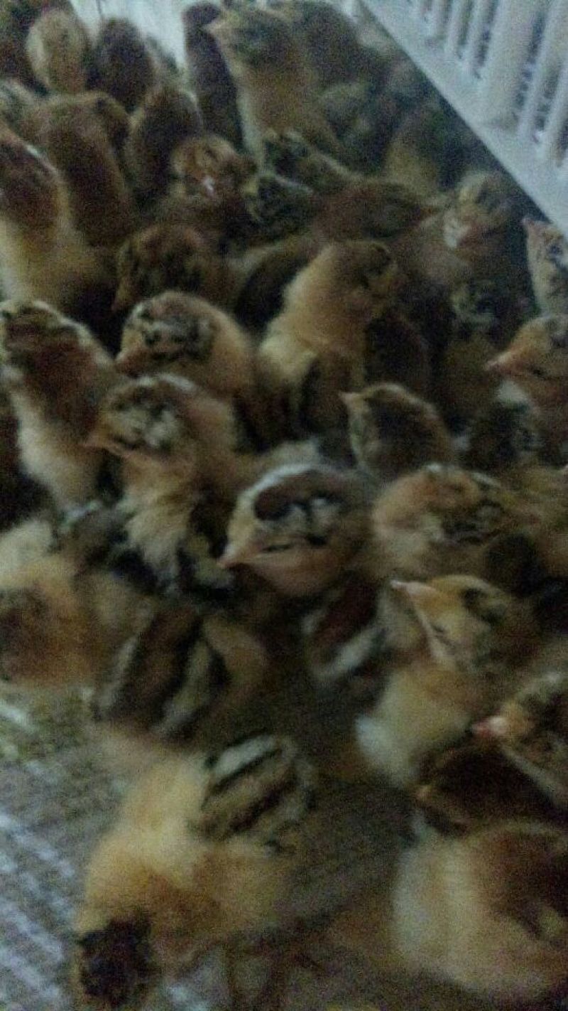 芦花鸡2斤以下鸡苗