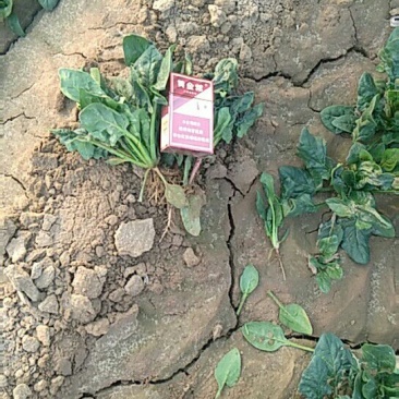 菠菜10~15厘米