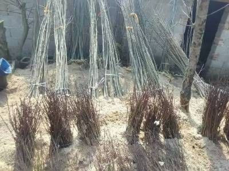 桃树苗早凤凰向阳桃大别山