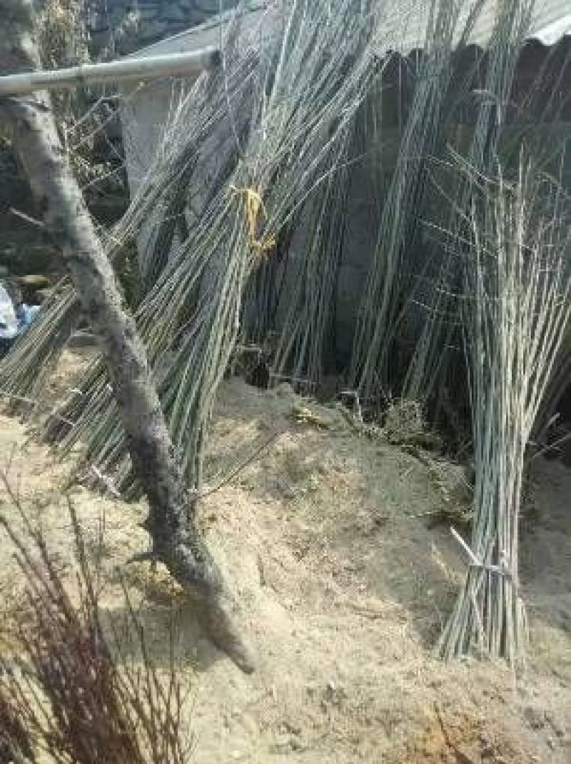 桃树苗早凤凰向阳桃大别山