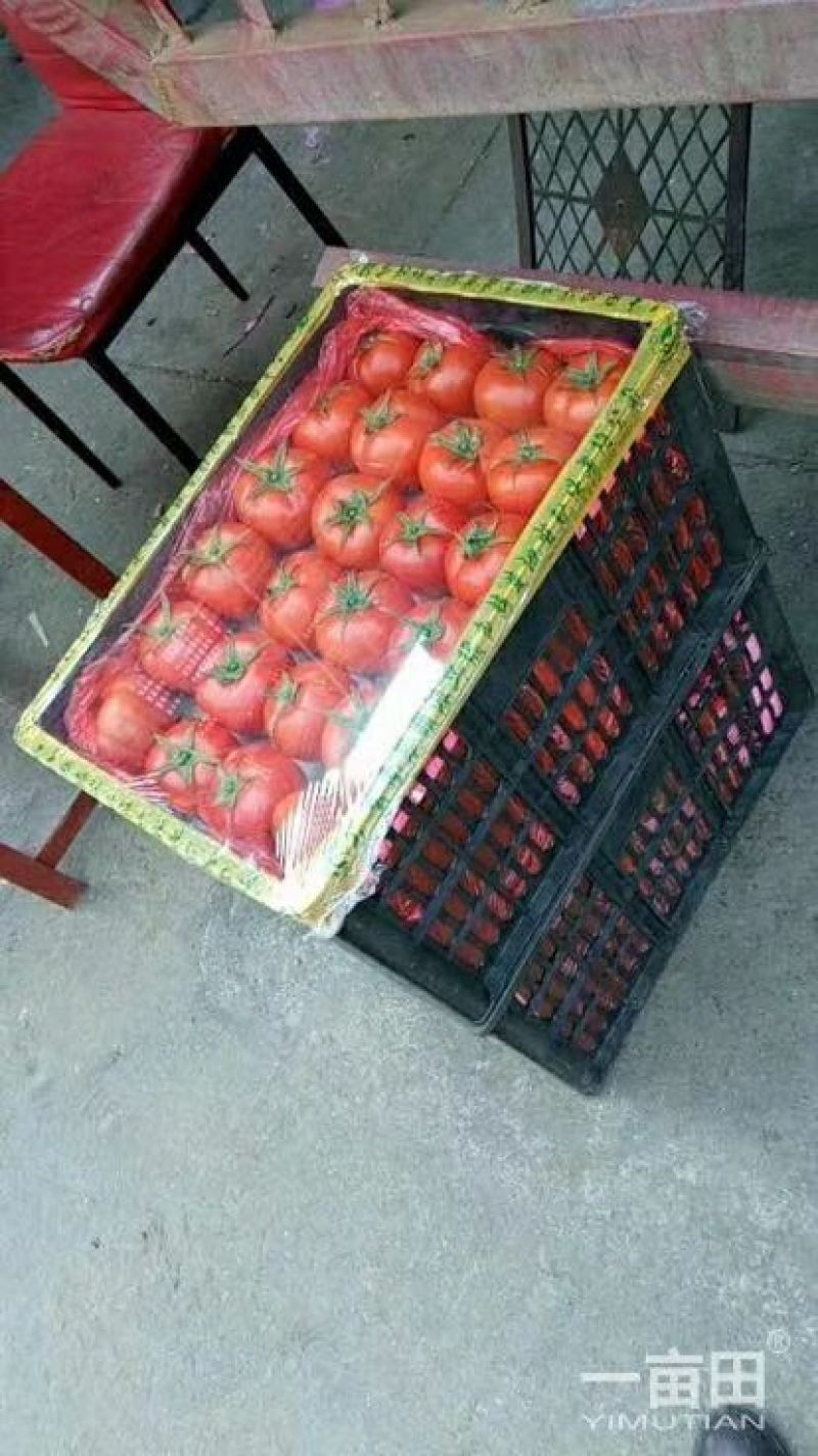 硬粉西红柿精品硬粉弧三以上