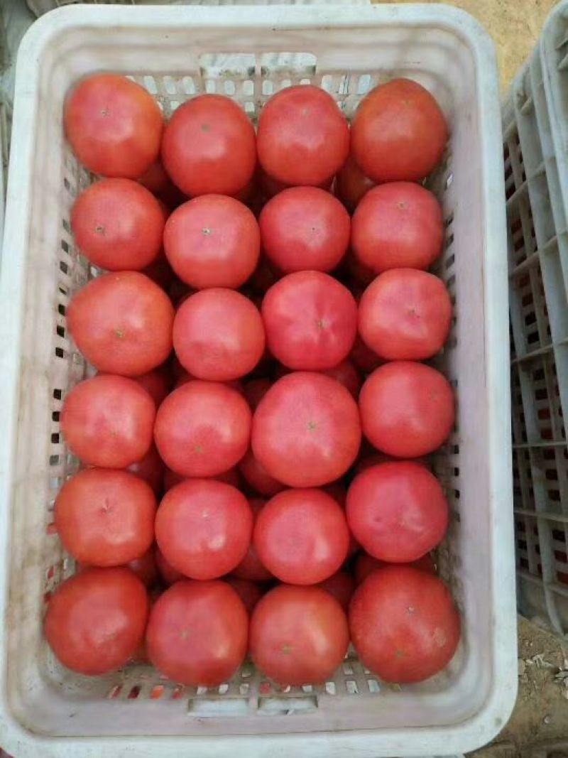 硬粉西红柿精品硬粉弧三以上