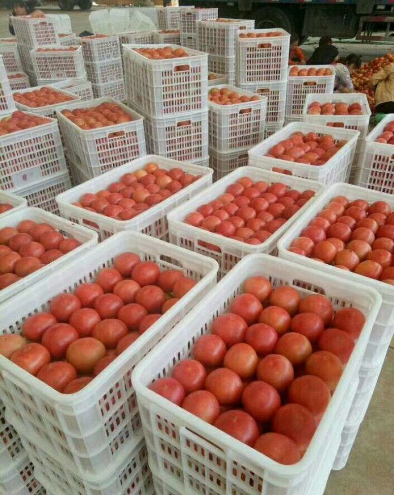 硬粉西红柿精品硬粉弧三以上