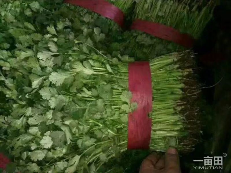 大叶香菜20~30厘米