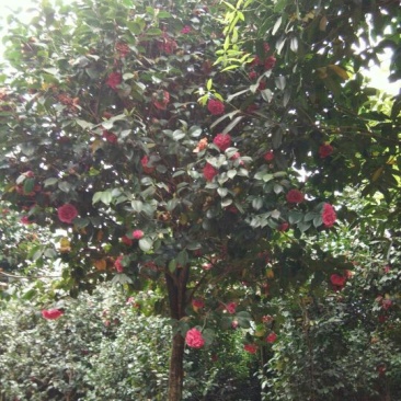 茶花树140cm以上