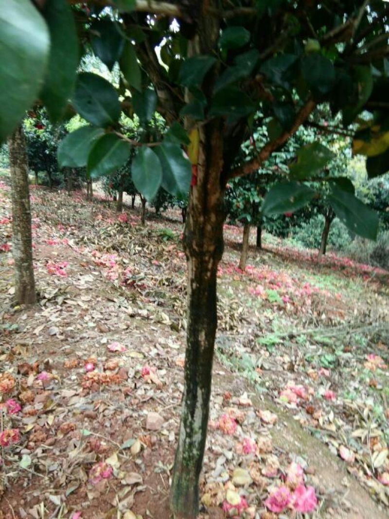茶花树140cm以上