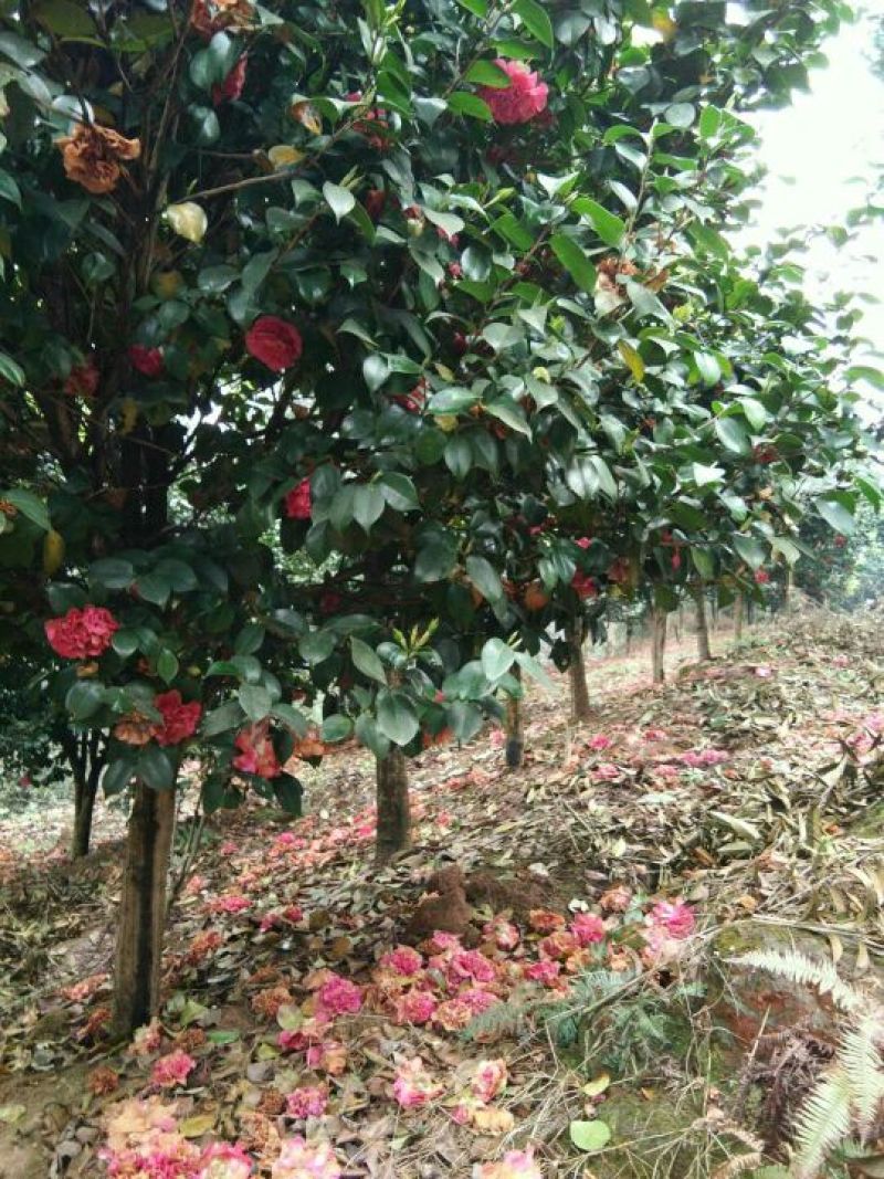 茶花树140cm以上