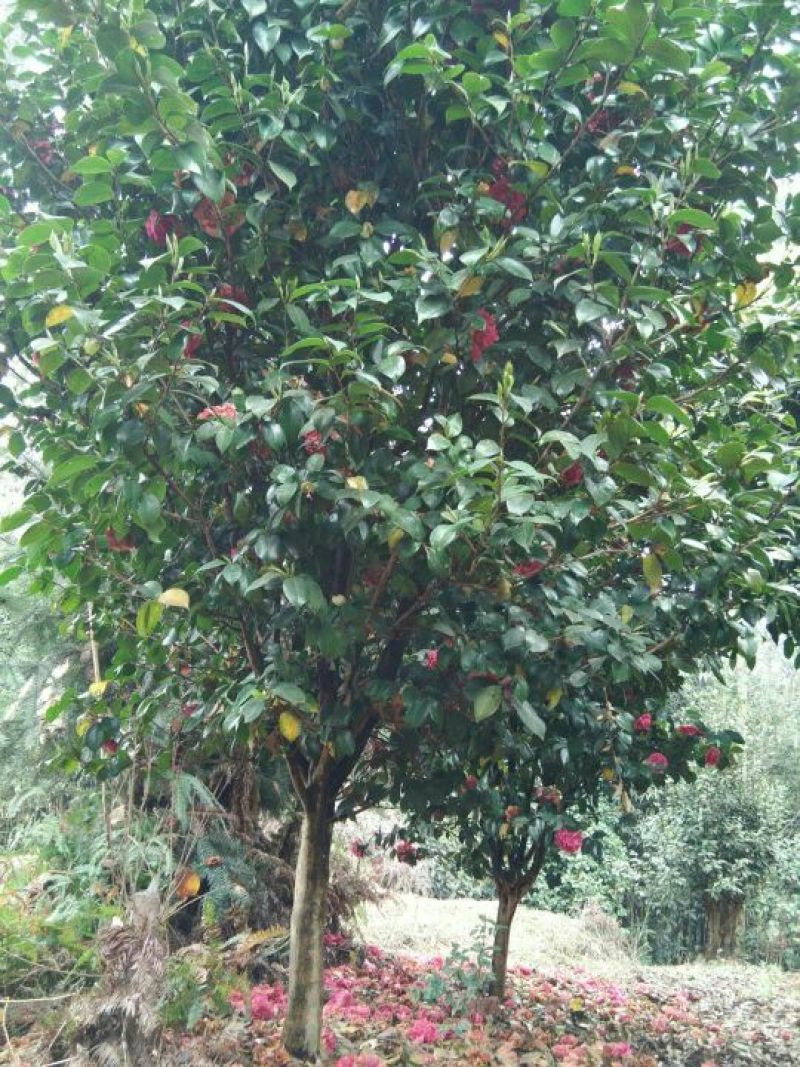 茶花树140cm以上
