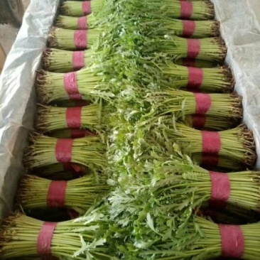 茼蒿25~30cm