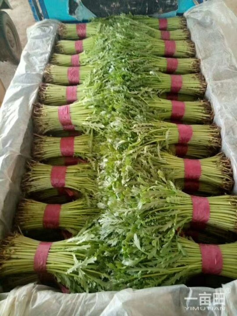茼蒿25~30cm