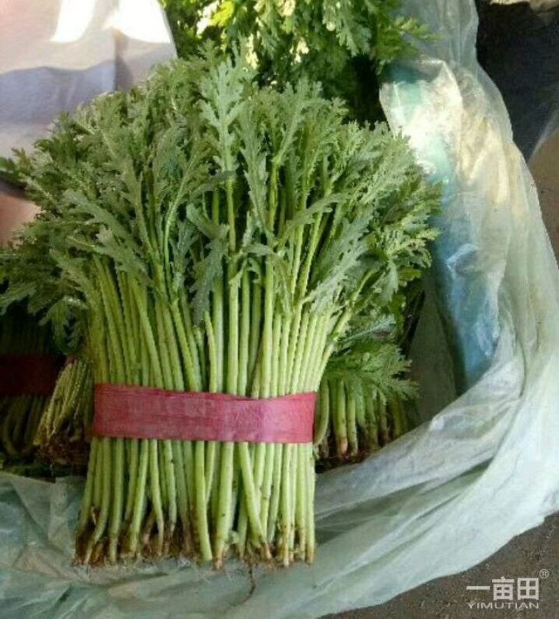 茼蒿25~30cm