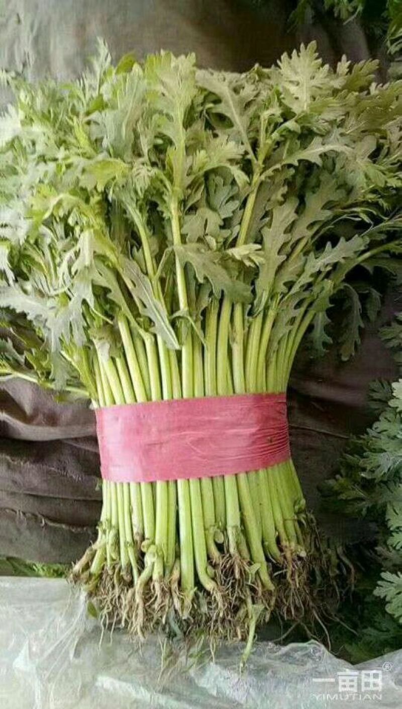 茼蒿25~30cm