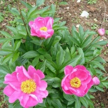 芍药花6~8cm0.5米以下