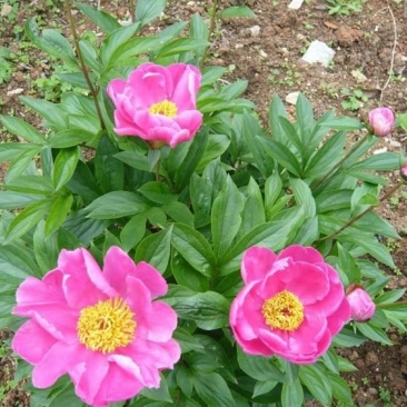 芍药花6~8cm0.5米以下