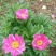 芍药花6~8cm0.5米以下