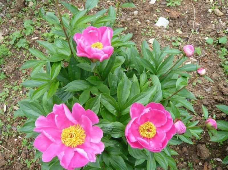 芍药花6~8cm0.5米以下