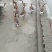 白鹅6~8斤肉鹅