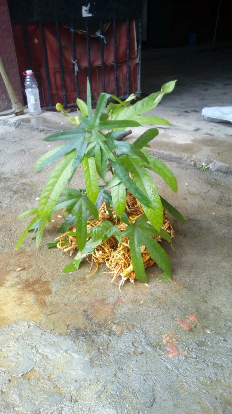 五指毛桃中根