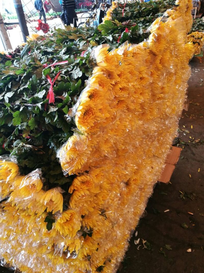 广东精品黄金菊质优价廉基地直供一手货源诚信经营