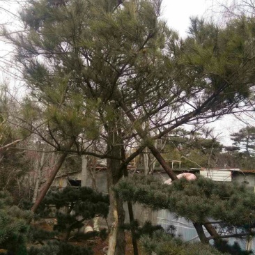 松树2.5~3m