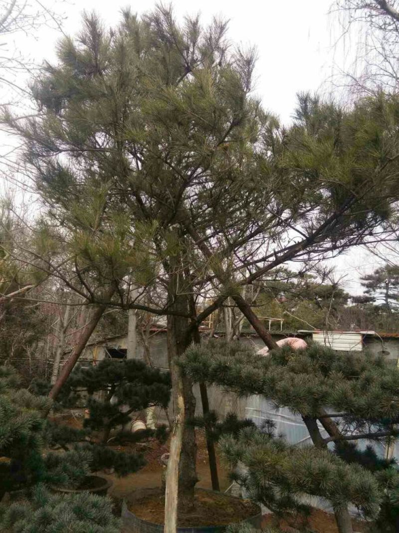 松树2.5~3m