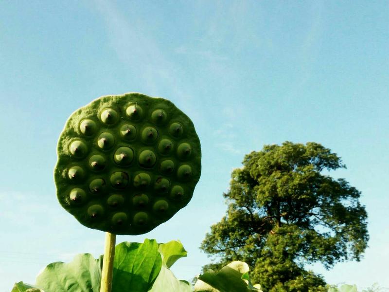 优质太空36号莲藕种苗，大量供应