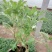 地被菊植株低矮、株型紧凑，花色丰富、花朵繁多