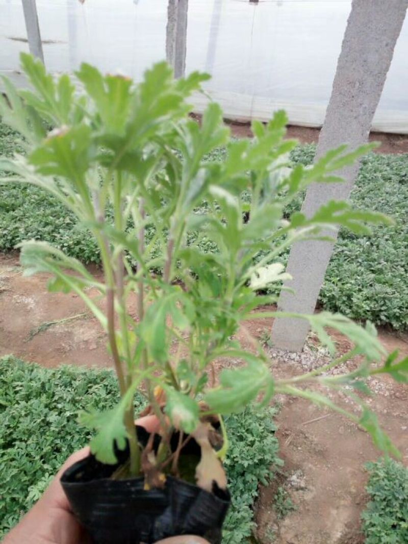 地被菊植株低矮、株型紧凑，花色丰富、花朵繁多