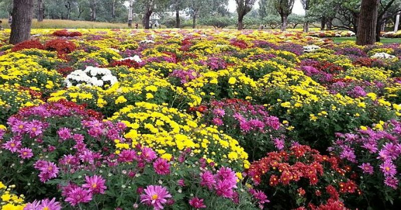 地被菊植株低矮、株型紧凑，花色丰富、花朵繁多